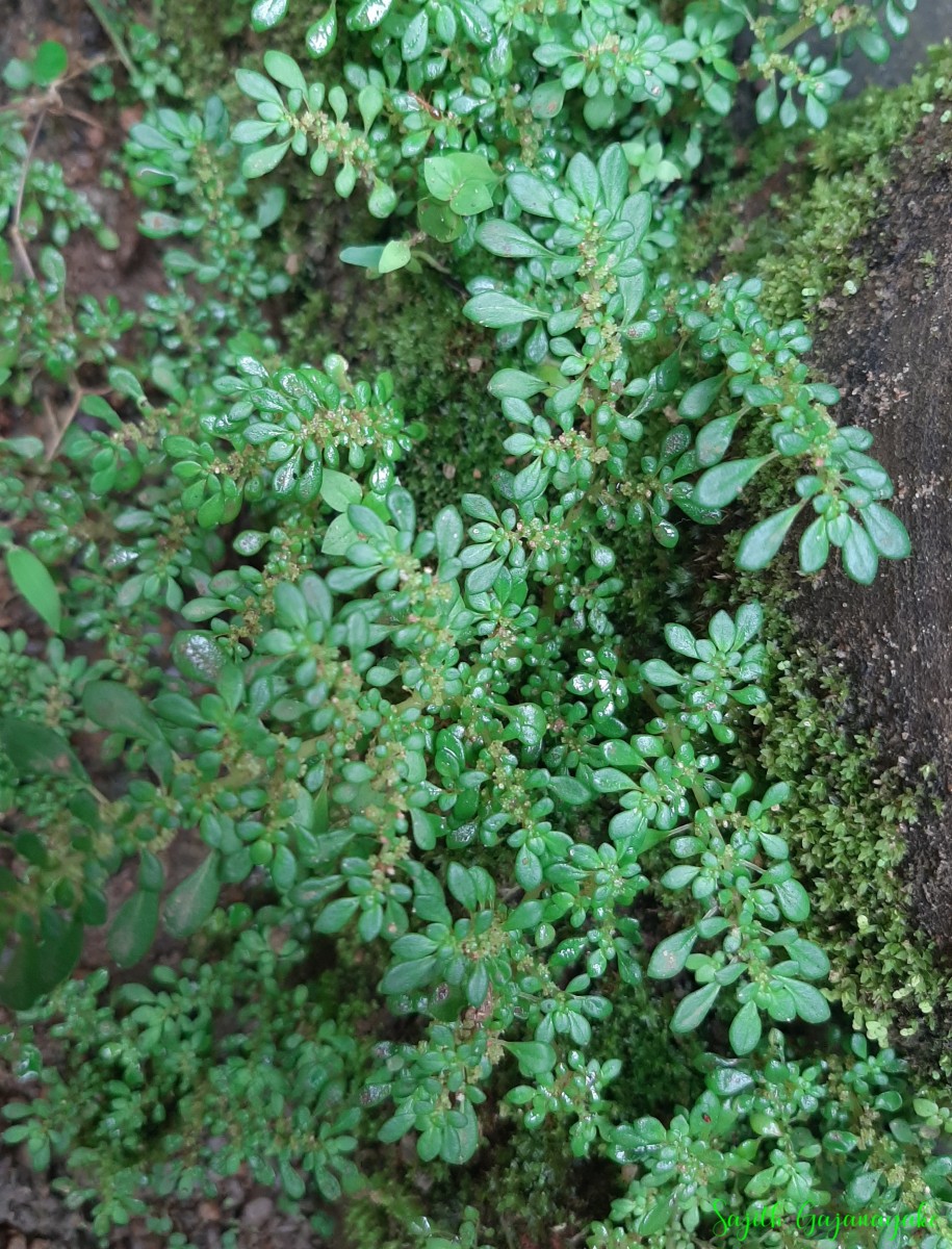 Pilea microphylla (L.) Liebm.